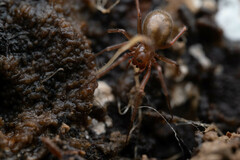 Enoplognatha thoracica