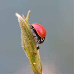 Cycloneda sanguinea