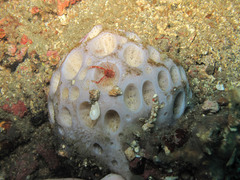 Cinachyra