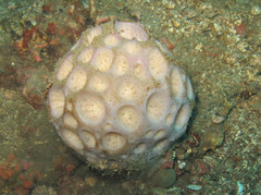 Cinachyra