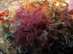 Clathrina