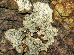 Arthonia radiata