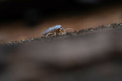 Lepidocyrtus cyaneus