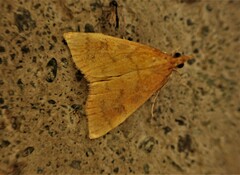 Mnesictena flavidalis