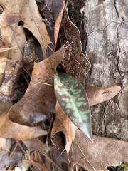 Erythronium umbilicatum