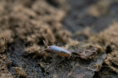 Lepidocyrtus cyaneus