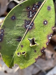 Mycosphaerella colorata
