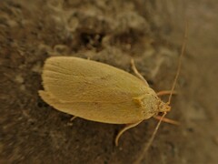 Phaeosaces coarctatella