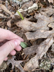 Erythronium umbilicatum