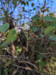 Lonicera fragrantissima