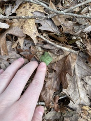 Erythronium umbilicatum