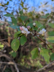 Lonicera fragrantissima
