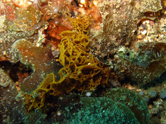 Clathrina
