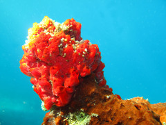 Monanchora clathrata