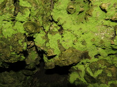 Chaenotheca furfuracea