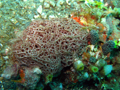Clathrina