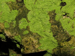 Chaenotheca furfuracea