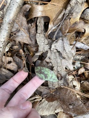 Erythronium umbilicatum
