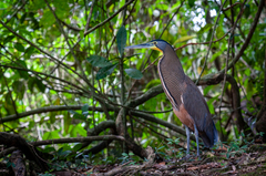 Bare-Throated Tiger-Heron photo 1