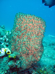 Ircinia colossa