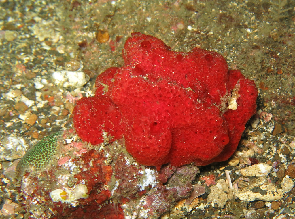 Crella papillata (Crella papillata)