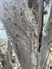 Celtis occidentalis