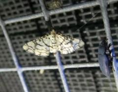 Hileithia rehamalis