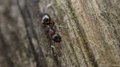 Dolichoderus quadripunctatus