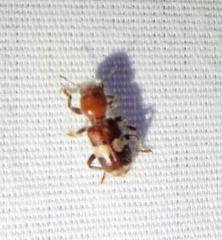 Enoclerus quadrisignatus