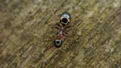 Dolichoderus quadripunctatus