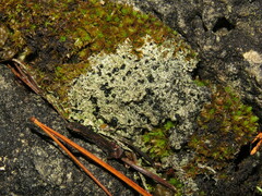 Cladonia caespiticia