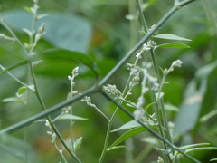 Ouret sanguinolenta