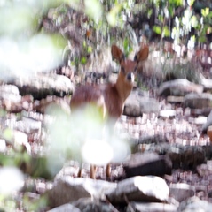 Raphicerus melanotis