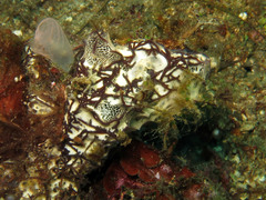 Mycale humilis
