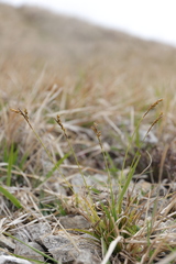 Carex digitata