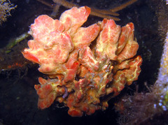 Monanchora clathrata