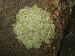 Phaeophyscia adiastola