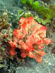 Monanchora clathrata