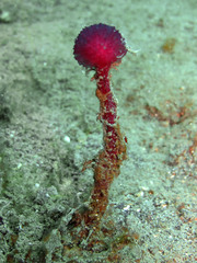 Oceanapia sagittaria
