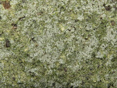 Phaeophyscia adiastola