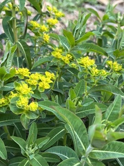 Euphorbia oblongata