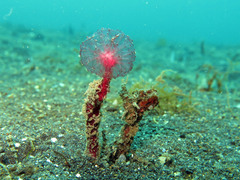 Oceanapia sagittaria