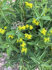 Euphorbia oblongata