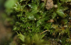 Dicranella staphylina