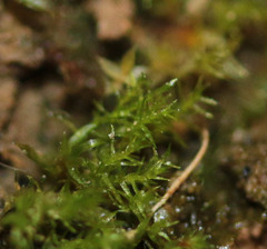Dicranella staphylina