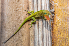 Anolis carolinensis