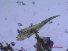 Dicranella staphylina