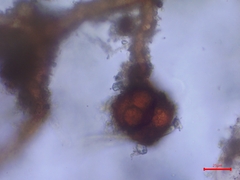 Dicranella staphylina