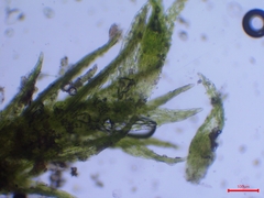 Dicranella staphylina