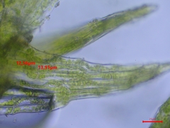 Dicranella staphylina